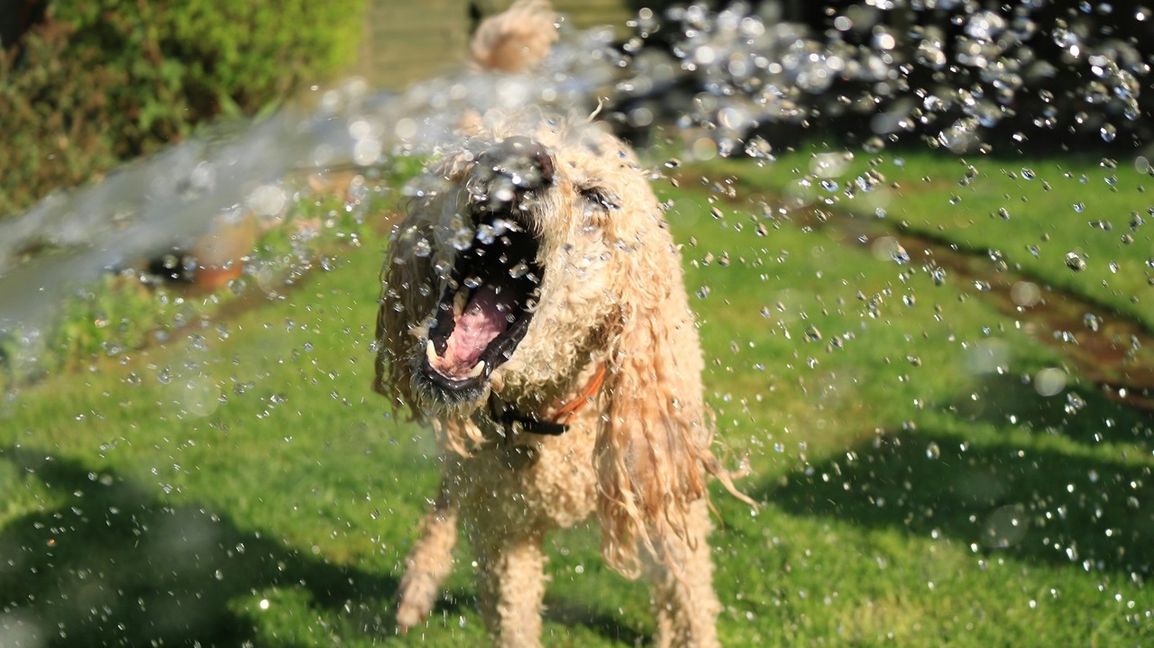 Dicas para cuidar dos pets nos dias mais quentes